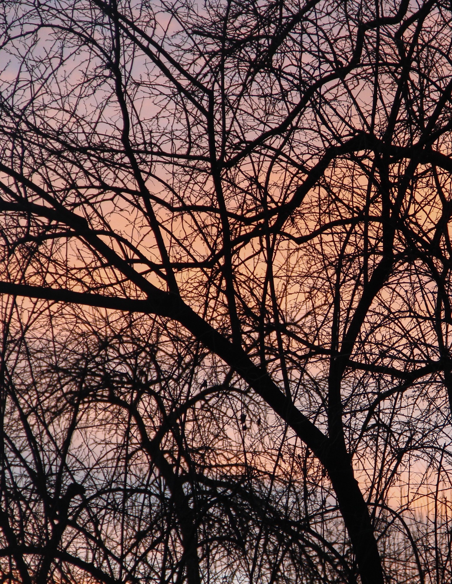 Jackson Pollock insisterte på at hans actionpainting ikke var tilfeldig, men snarere utkast av naturens egen formasjon. Wikimedia Commons, Henrique Ferreira CC BY 2.0 Utsnitt